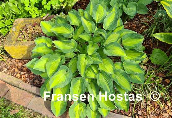 Hosta Sweet Home Chicago